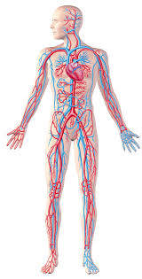 Circulatory System Diseases | New Health Guide