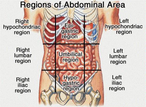 Organs in 9 Abdomen Regions | New Health Guide