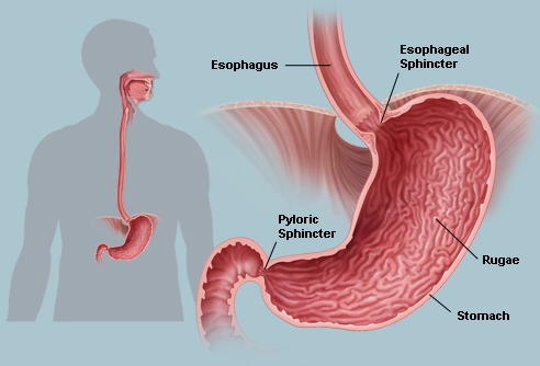 Pyloric Sphincter Functions and Problems | New Health Guide