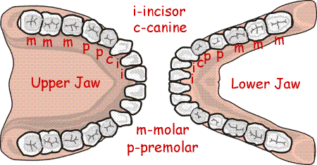 teeth does human have