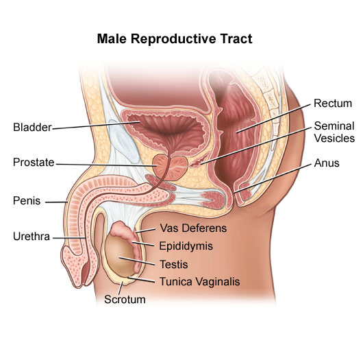 What U0026 39 S The Scrotum Function In Reproduction