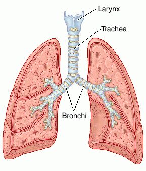 Functions of the Trachea and Other Respiratory Organs | New Health Guide