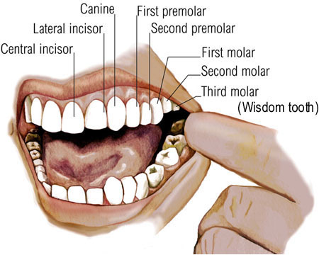 How Many Teeth In An Adult'S Mouth 4