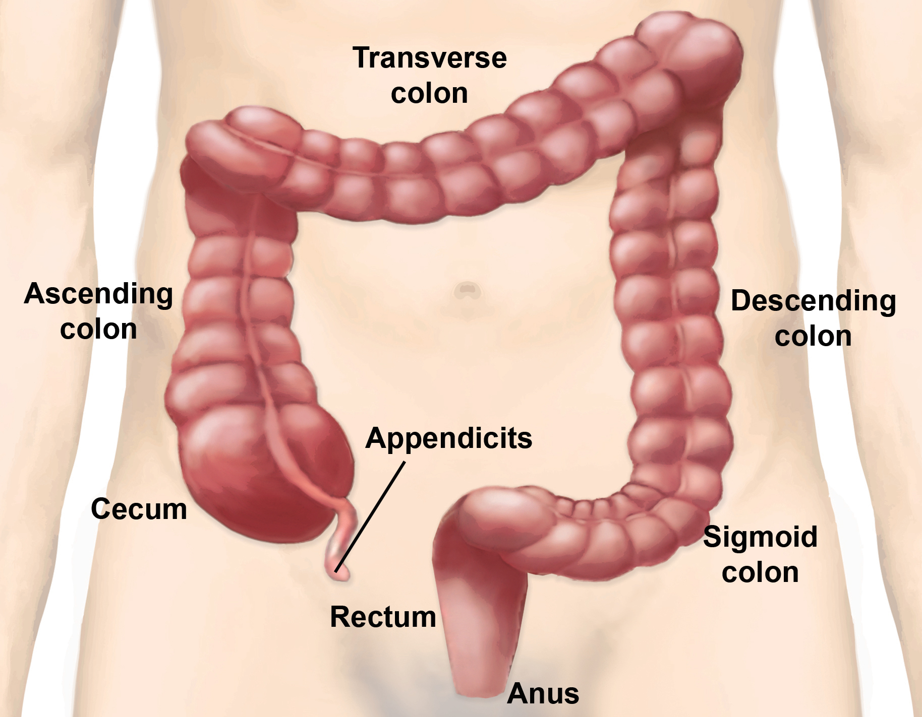 large-intestine-parts-and-functions-new-health-guide