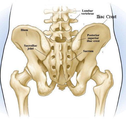 Core 101: An Anatomical Guide to Training : Fitness