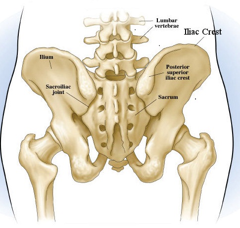 iliac crest muscle insertion