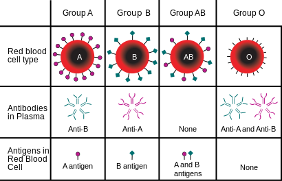 blood positive ab type group rh rare types does common antibodies if antibody receive human person determined image001 groups food