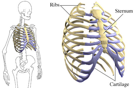 And popping pain sternum Sternum Popping: