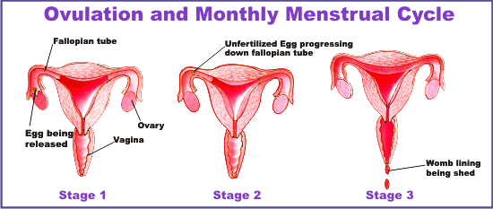 Can You Get Pregnant The First Day Of Your Period 55