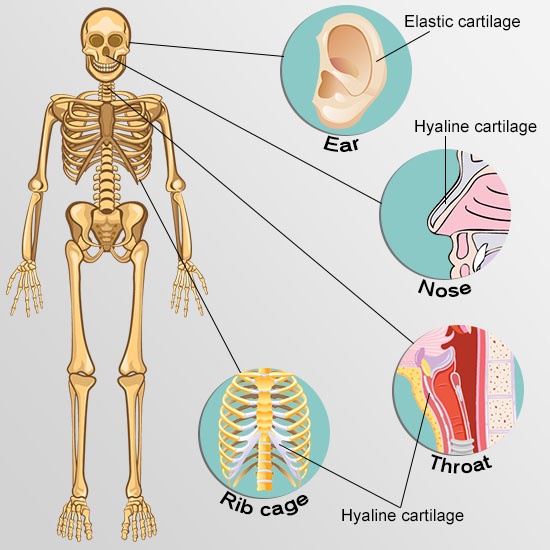 Current Approaches for Cartilage Regeneration | New Health Guide