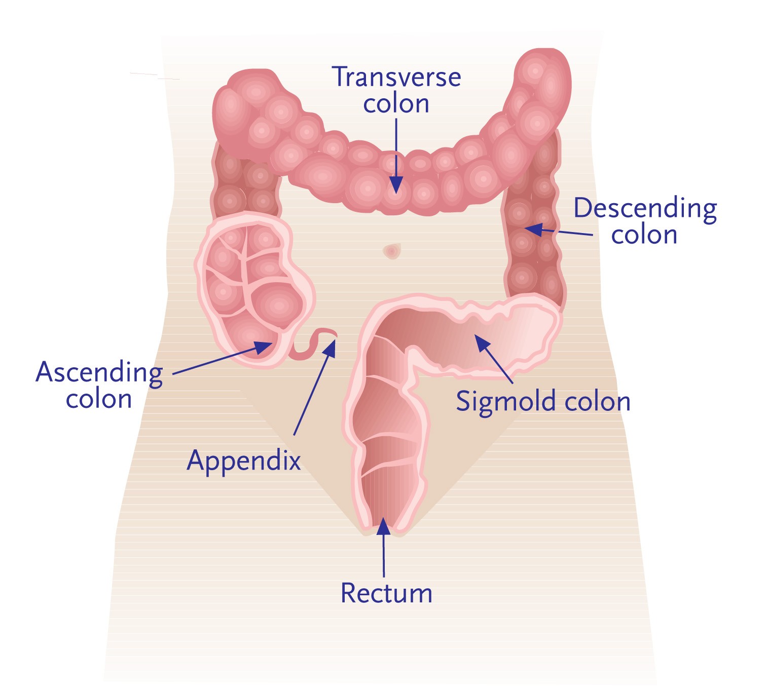 Rectum ребенка и взрослого