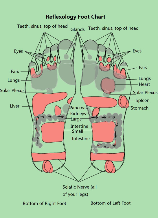 Reflexology Chart Vagus Nerve