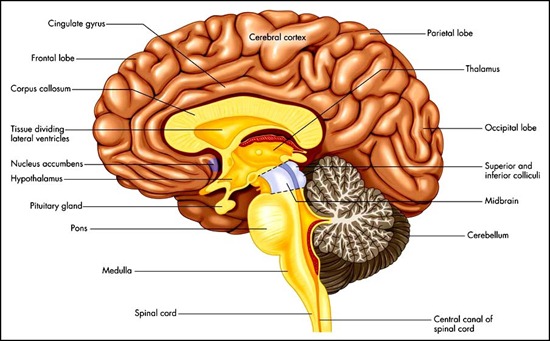 Functions of the Nervous System | New Health Guide