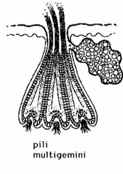 Multiple Hairs Growing Out Of One Follicle Multiple Beard Hairs